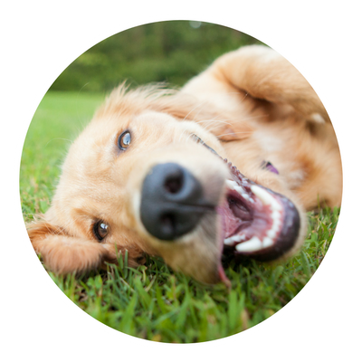 Fun Safe and Convenient Dog Daycare in Dallas Texas | Paw Lofts